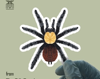 ゴールデンレッドランプタランチュラステッカー、Brachypelma Albicepsビニールデカール、防水・UV耐性、The Silk Ranchより