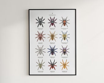 Tarantula Poster Series II, Colorful Exotic Spider Wall Art, 12 Species Identification Chart, Nature-Inspired Decor, By The Silk Ranch