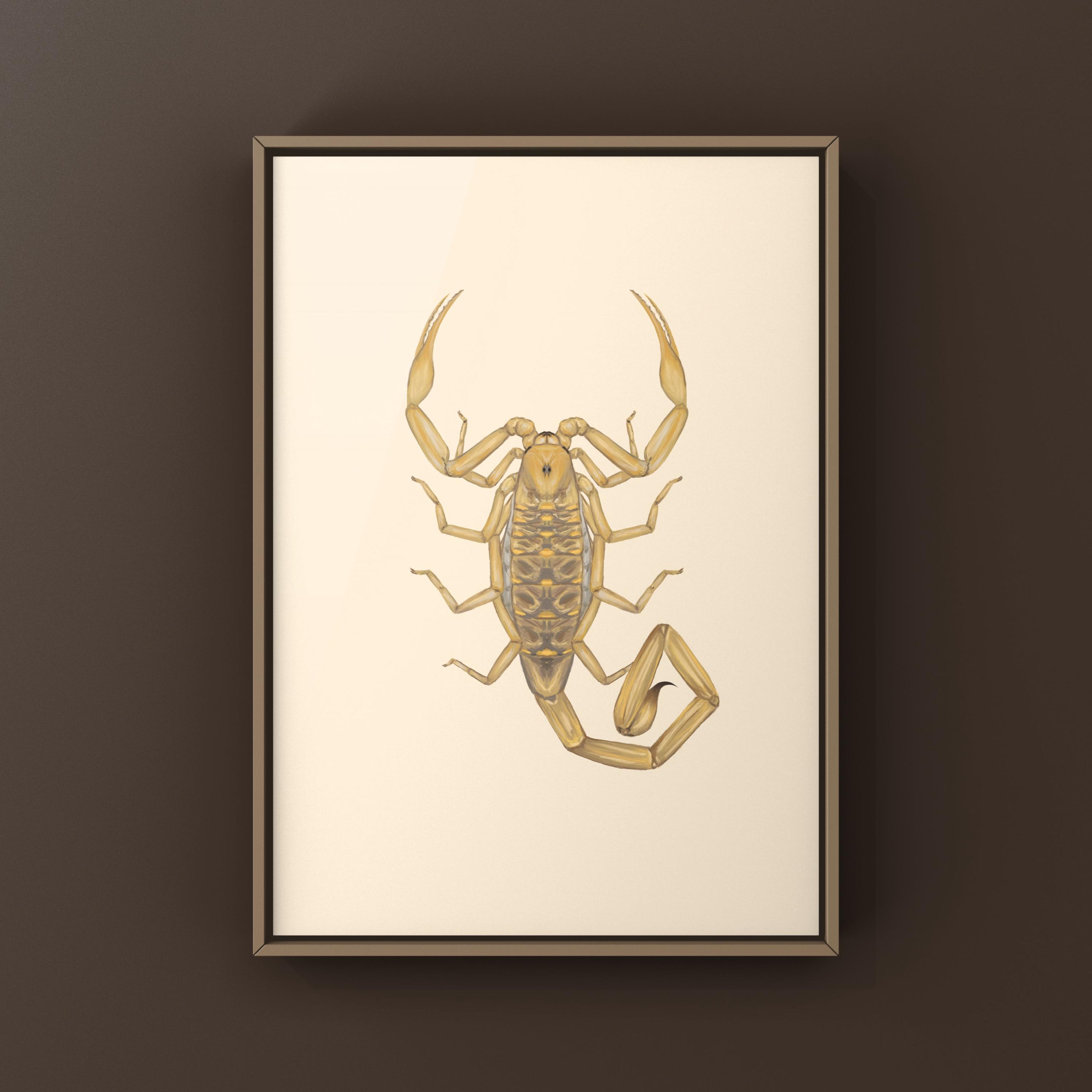 Arizona Bark Scorpion Art Print, Centruroides Sculpturatus