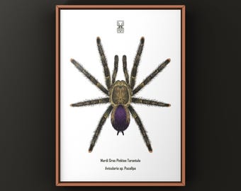 Lámina artística de la tarántula rosada del Mardi Gras, Avicularia sp. Pucallpa, ilustración biológica, decoración de pared natural