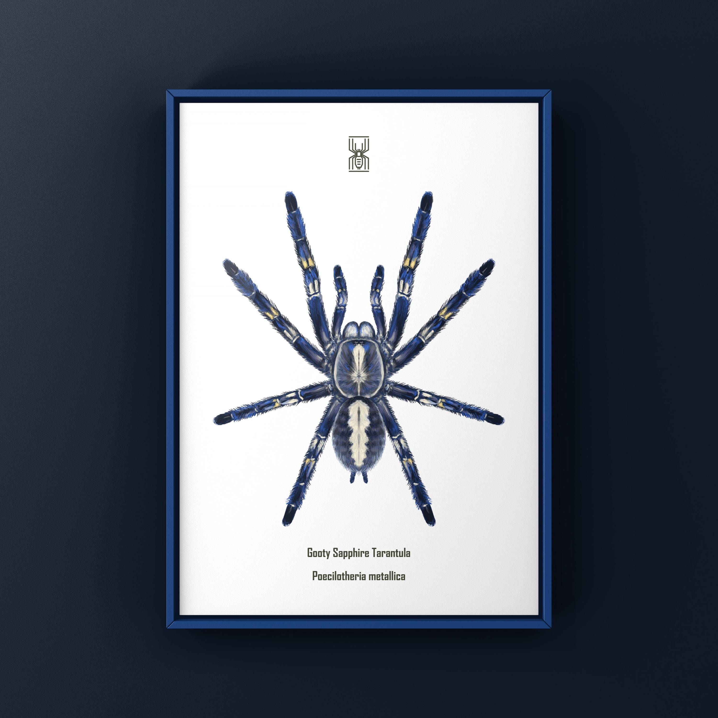 新品未開封】Poecilotheria属ポスター タランチュラムカデセンチピー