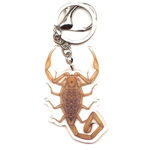 May include: A scorpion-shaped keychain with a silver-colored keyring and chain. The scorpion is tan and brown, with detailed legs, pincers, and a curved tail. The keychain is made of clear acrylic.