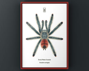 Lámina artística de tarántula de dedos rosados grizzly, ilustración biológica de Avicularia variegata, decoración de pared natural