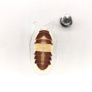 Pode incluir: Um alfinete de acrílico transparente com uma ilustração detalhada de um bicho-de-conta. O bicho-de-conta é retratado em tons de castanho e creme, com um suporte de alfinete prateado.