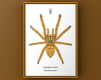 Orange Baboon Tarantula Art Print, Pterinochilus Murinus Biological Illustration, Natural Wall Decor