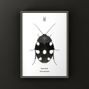Può includere: Una stampa incorniciata con un'illustrazione dettagliata di uno scarafaggio domino, Theresea petiveriana. L'insetto è raffigurato in bianco e nero con macchie bianche sul dorso. La stampa include il nome e la classificazione scientifica dell'insetto.