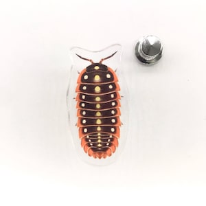 Broche de acrílico de isópode palhaço, Armadillidium klugii, broche de acrílico transparente de 3,8 cm (1,5 polegadas), broche de isópode à prova d'água.
