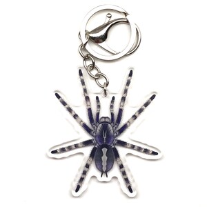 May include: A clear acrylic keyring with a detailed illustration of a blue and grey tarantula. The spider has long, striped legs and a rounded body. The keyring includes a silver-coloured metal clasp and chain.