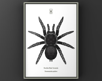 Brazilian Black Tarantula Art Print, Grammostola Pulchra Biological Illustration, Natural Wall Decor