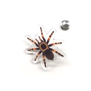 Broche de acrílico transparente de 3,8 cm (1,5 polegadas) da tarântula mexicana de joelhos vermelhos (Brachypelma hamorii), à prova d'água.