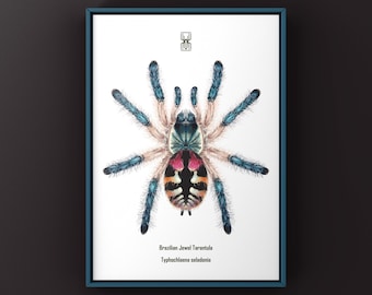 Brazilian Jewel Tarantula Art Print, Typhochlaena Seladonia Biological Illustration, Natural Wall Decor