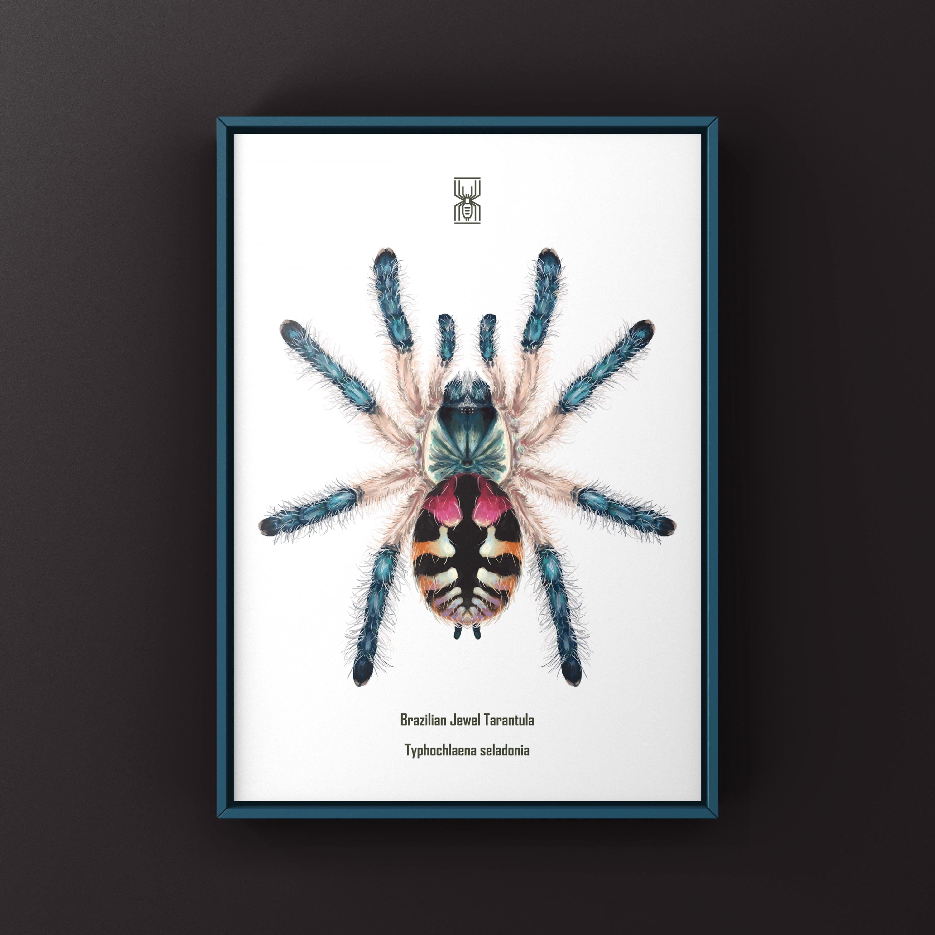 Brazilian Jewel Tarantula Art Print, Typhochlaena Seladonia