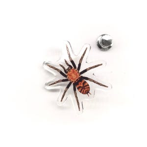 Pode incluir: Um alfinete transparente em forma de estrela com uma ilustração detalhada de uma aranha. A aranha tem um corpo marrom, cabeça laranja e abdômen listrado em preto e laranja. Um pino de prata está anexado.