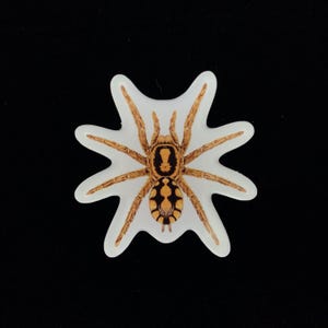 Puede incluir: Una pegatina con una ilustración detallada de una araña. La araña tiene un cuerpo y patas marrones con un abdomen negro y amarillo. La pegatina está cortada en una forma única con un borde blanco, sobre un fondo negro.