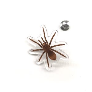 Broche de acrílico transparente de tarântula-golias bordô (Theraphosa stirmi) de 3,8 cm (1,5 polegadas), à prova d'água.