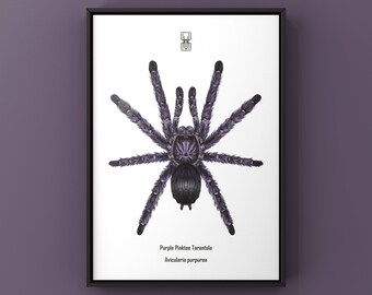 Lámina artística de tarántula de patas rosadas moradas, ilustración biológica de la avicularia purpurea, decoración de pared natural
