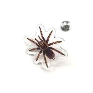 Pode incluir: Um alfinete transparente em forma de estrela com uma ilustração detalhada de uma tarântula marrom. O alfinete tem um suporte prateado para fixação. O corpo e as pernas da aranha são marrons, com detalhes intrincados.