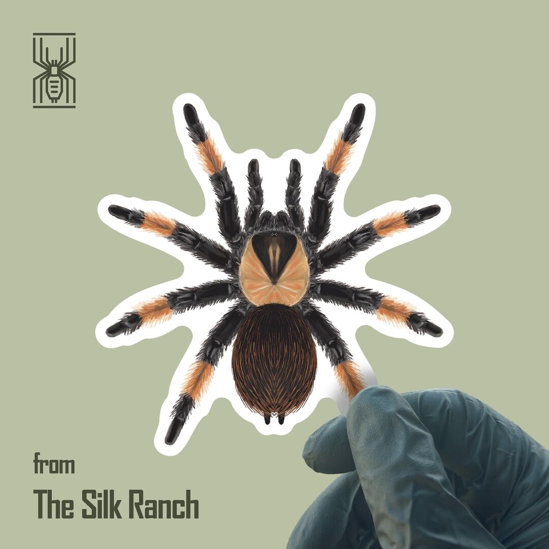 Red Leg Sticker Mexican Red Leg Tarantula Sticker, Brachypelma Emilia Vinyl Decal ...