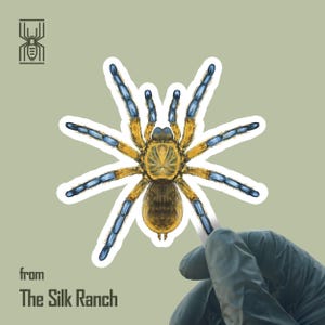 Op de afbeelding: Een sticker met een gedetailleerde illustratie van een vogelspin met een gele body, bruin achterlijf en blauwe poten. De sticker heeft een witte rand en de tekst "from The Silk Ranch" staat onderaan.