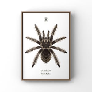 Puede incluir: Una impresión enmarcada que presenta una ilustración detallada de una tarántula de pelo rizado, Tilotocatl albopilosus, sobre un fondo blanco. La tarántula está representada en tonos marrones y negros, con una representación detallada de sus patas y cuerpo peludos. La impresión incluye el nombre científico.