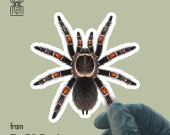 メキシカン・フレイム・ニー・タランチュラ・ステッカー、Brachypelma Auratumビニールデカール、防水・UV耐性、The Silk Ranchより