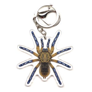 Op de afbeelding: Een heldere acryl sleutelhanger met een gedetailleerde illustratie van een tarantula. De spin heeft een bruin lichaam, bruine poten en blauwe uiteinden op zijn poten. De sleutelhanger bevat een zilverkleurige splitring en ketting.