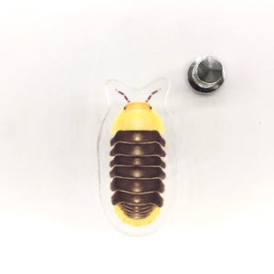 Broche de acrílico em formato de isópode "patinho de borracha", Cubaris sp. Broche transparente de 3,8 cm (1,5 polegadas) em acrílico, à prova d'água.