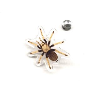 Pode incluir: Um alfinete de acrílico transparente com uma ilustração detalhada de uma aranha tarântula. A aranha tem um corpo marrom, pernas bege e pretas, em um fundo transparente em forma de estrela. Um pino de prata também é visível.