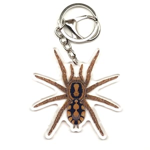 Puede incluir: Un llavero acrílico transparente con una ilustración detallada de una araña. La araña tiene un cuerpo marrón con marcas negras y amarillas y ocho patas marrones. El llavero tiene un anillo y una cadena de metal plateado.