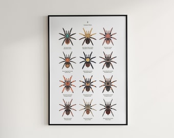 Tarantulas of Mexico Poster, Exotic Spider Wall Art, Nature-Inspired Illustration, 12 Species Identification Chart, By The Silk Ranch