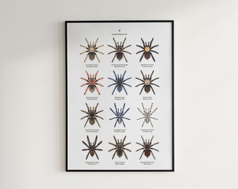 Tarantula Poster Series I, Exotic Spider Wall Art, Nature-Inspired Illustration, 12 Species Identification Chart, By The Silk Ranch
