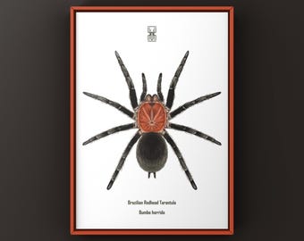 Brazilian Redhead Tarantula Art Print, Bumba Horrida Biological Illustration, Natural Wall Decor