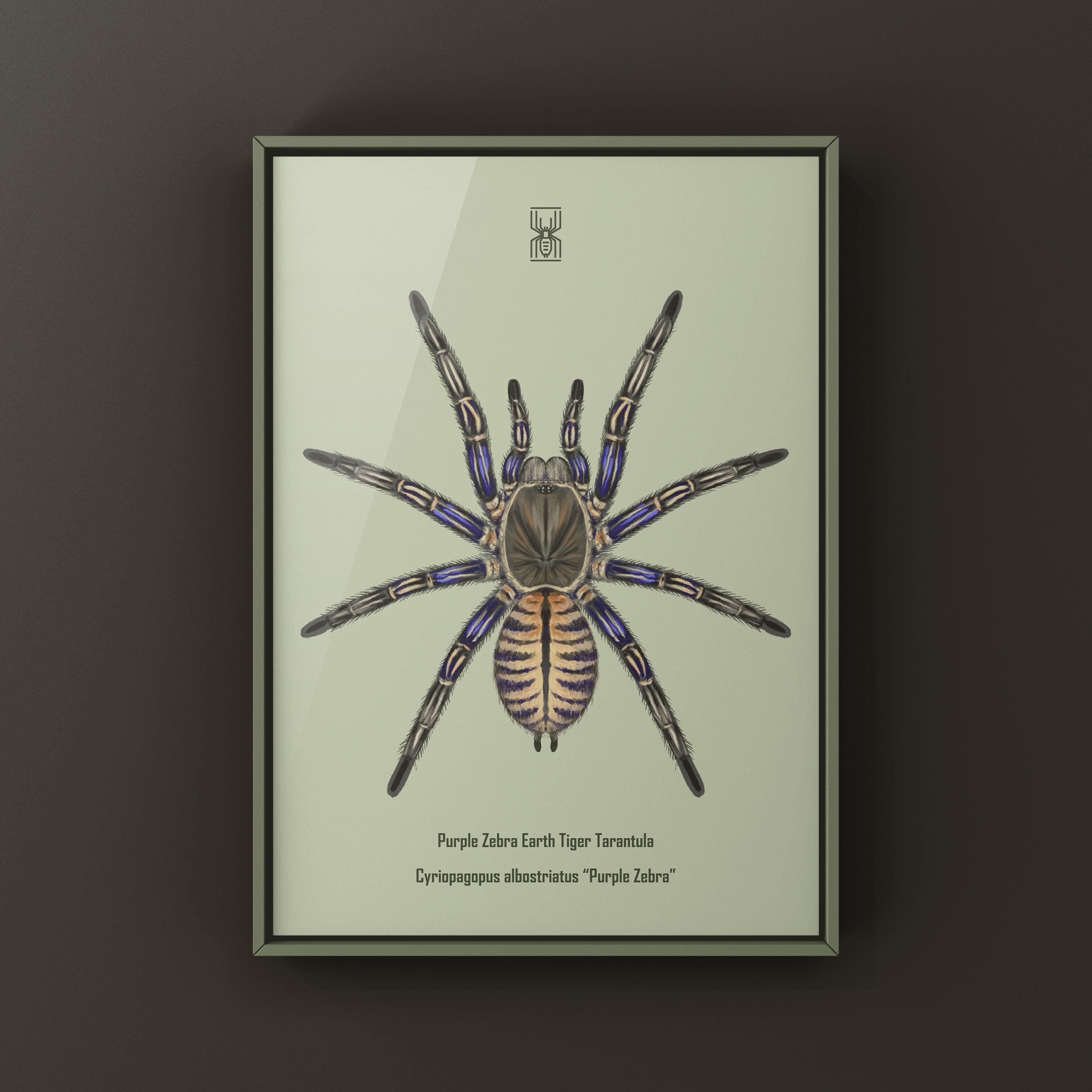 Purple Zebra Earth Tiger Tarantula Art Print, Cyriopagopus