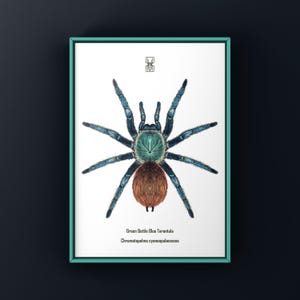 Puede incluir: Impresión enmarcada de una ilustración de la tarántula verde botella azul. La tarántula tiene un cefalotórax verde azulado, un abdomen marrón y patas azules. La impresión incluye el nombre científico y está sobre un fondo blanco con un marco verde azulado.