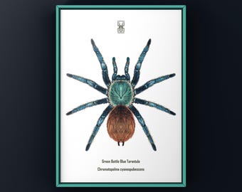 Purple Zebra Earth Tiger Tarantula Art Print, Cyriopagopus
