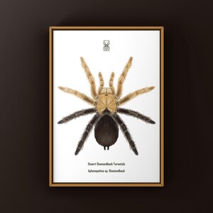 以下が含まれることがあります： 砂漠ダイヤモンドバックタランチュラの詳細なイラストが描かれた額入りのプリント。クモは、薄茶色の頭胸部と脚、濃い茶色の腹部で描かれています。プリントには学名が含まれており、白い背景に設定されています。