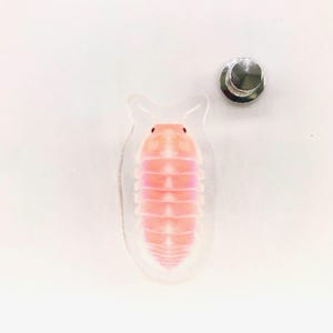Pode incluir: Um alfinete de acrílico transparente com um design de isópode rosa e branco. O alfinete tem uma parte traseira prateada e um contorno transparente. O isópode tem um corpo segmentado e pequenos olhos pretos. Um acessório único.