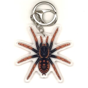 Puede incluir: Un llavero de acrílico transparente con una ilustración detallada de una araña. La araña tiene un cuerpo negro con marcas naranjas y patas naranjas. El llavero incluye un llavero y un cierre de metal plateado.