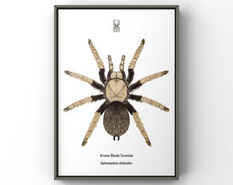 Arizona Blonde Tarantula Art Print, Aphonopelma Chalcodes Biological Illustration, Natural Wall Decor
