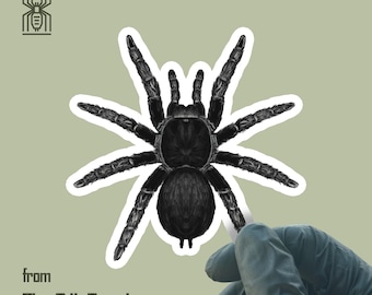 Brazilian Black Tarantula Sticker, Grammostola Pulchra Vinyl Decal, Water and UV Proof, from The Silk Ranch
