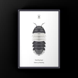 May include: Framed print of a Panda King Isopod illustration. The artwork depicts the Cubaris species in black, white, and grey tones. The print includes the scientific and common names of the isopod. The image is set against a white background.