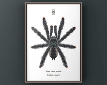 Guyana Pinktoe Tarantula Art Print, Avicularia Avicularia Biological Illustration, Natural Wall Decor