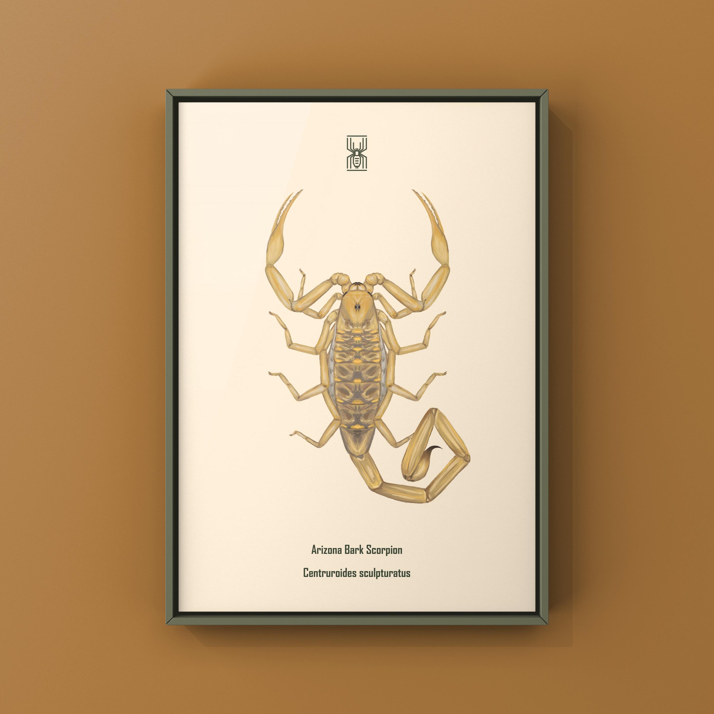 Arizona Bark Scorpion Art Print, Centruroides Sculpturatus