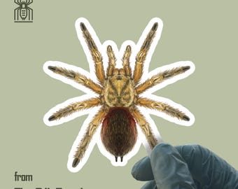 チリ産ゴールデンフレイムタランチュラステッカー、Euathlus Manicata「ゴールド」ビニールデカール、防水・UV耐性、The Silk Ranchより