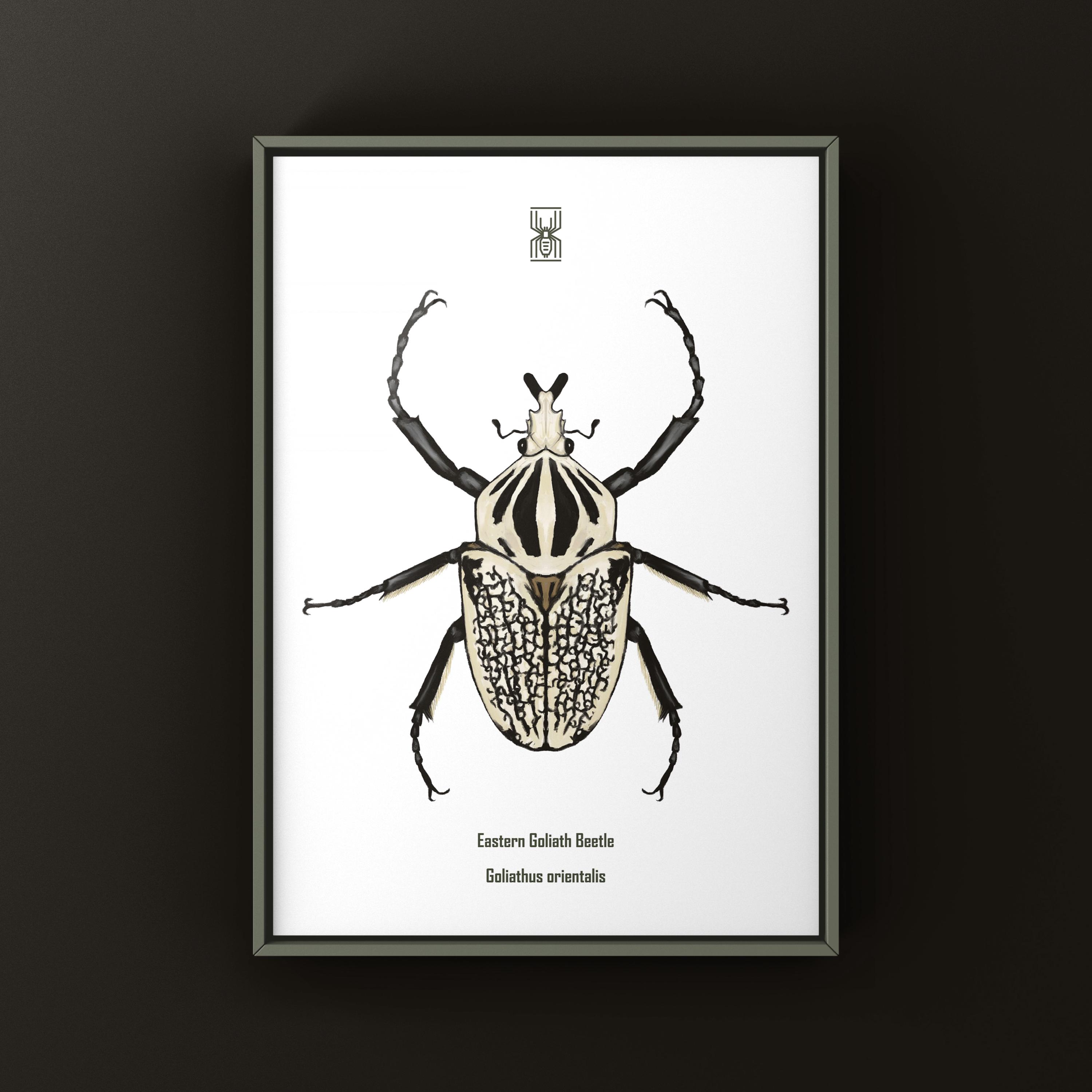 Goliathus orientalis - Etsy 日本
