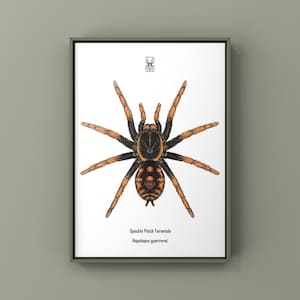 Peut inclure: Impression encadrée présentant une illustration détaillée d'une mygale tachetée, Haplopelma guerrieroi. L'araignée est représentée avec un corps noir, des pattes orange et un abdomen tacheté. L'impression comprend le nom et la classification scientifique de l'araignée.