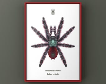 Impresión artística de tarántula de patas rosadas de las Antillas, ilustración biológica de Caribena Versicolor, decoración de pared natural