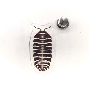 Broche de acrílico com isópode zebra, Armadillidium maculatum, broche de acrílico transparente de 3,8 cm (1,5 polegadas), broche de isópode à prova d'água.