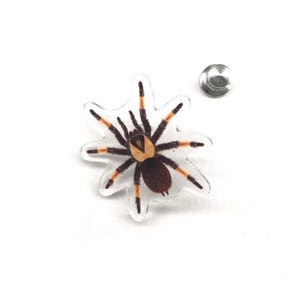 Pode incluir: Um alfinete de acrílico transparente com uma ilustração detalhada de uma tarântula. A aranha tem um corpo castanho, cabeça bege e pernas listradas em preto e laranja. Um pino prateado é visível.