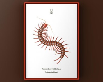 タンザニア産の巨大ムカデ（Scolopendra morsitans）の剥製（額入り